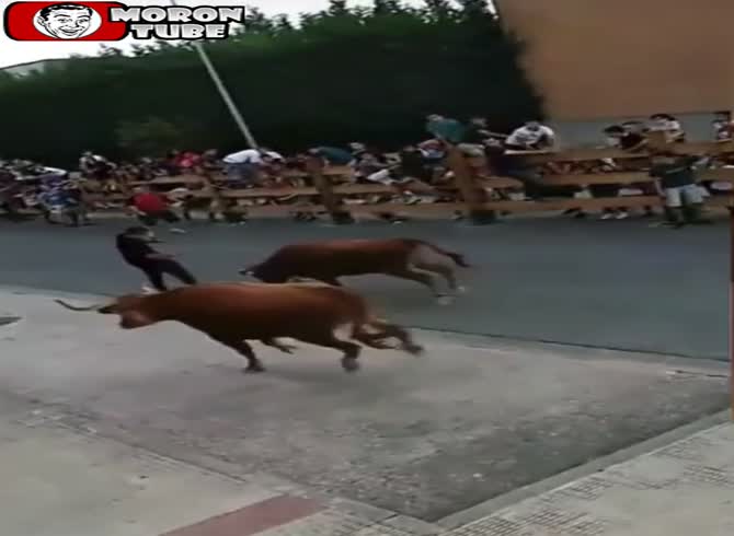 Video :Chased by several bulls, this guy has a crazy chance!